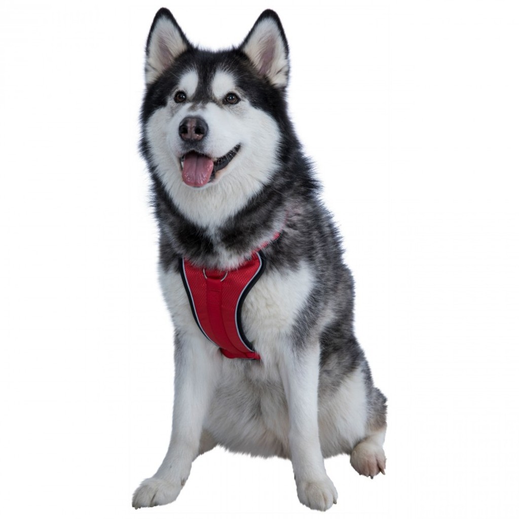 Trespass TRESPAWS TANKED - Pet harness (red (PXR), L/XL)